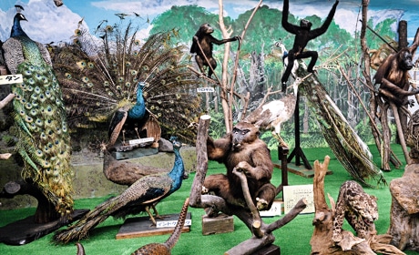 写真:つやま自然のふしぎ館